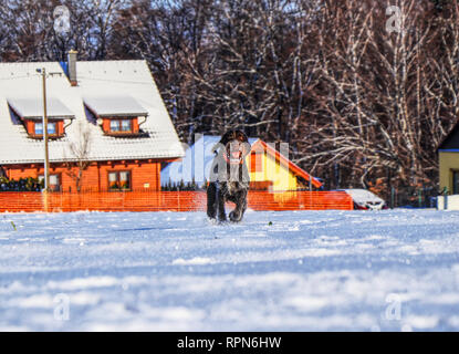 Un cane di corsa attraverso il prato congelata per il suo proprietario. Bella la formazione e ascoltare il suo proprietario. Un cesky fousek in esecuzione nella neve e godere di esso. Foto Stock