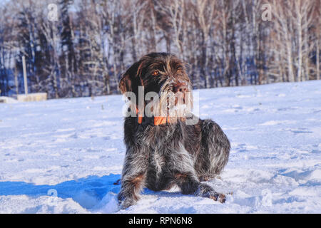 Un bel cane ceca denominato Cesky fousek rilassante sulla neve e in attesa di alcune azioni sul prato. Un cane da caccia in real. Foto Stock