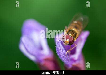 Zoologia / animali, insetti (Insecta), hoverfly (Syrphidae) su spotted deadnettle (Lamium maculatum), B, Additional-Rights-Clearance-Info-Not-Available Foto Stock