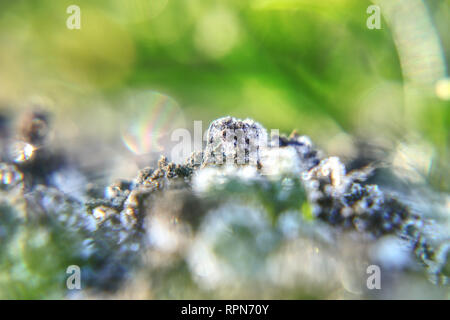 Un bel dettaglio sulle piccole mole hill con la brina. Un cristalli bianchi su argilla. Potente meraviglioso della natura. Foto Stock