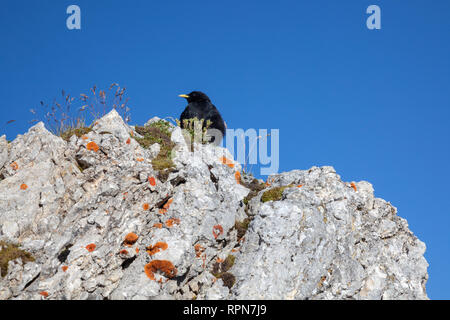 Zoologia / animali, uccelli / bird, gracchio alpino, (Pyrrhocorax graculus), in montagne Karwendel, di, Additional-Rights-Clearance-Info-Not-Available Foto Stock