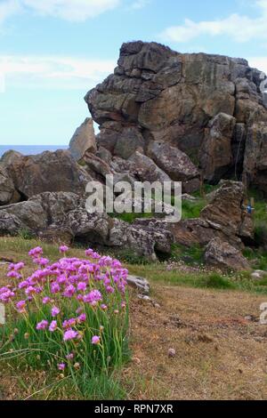 Sea Thrift (Armeria maritima) che cresce con geologia arenaria carboniferosa lungo la costa del Fife. Scozia, Regno Unito. Foto Stock