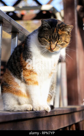 Un untired gatto domestico a guardare alcuni sbagliato sotto il suo. Gatto colorato con occhio verde seduta sul parapetto in legno in esterni con Sun Foto Stock