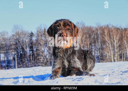 Una bella Bohemian Wire-haired Grifone di puntamento giacente nella neve e in attesa di un segnale. Cesky fousek è grande cacciatore. Korthals griffon. Barbu tchequ Foto Stock