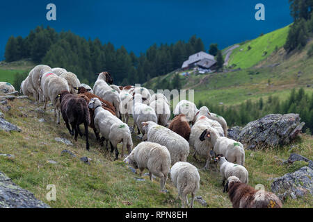 Zoologia / animali, mammifero / di mammifero, il movimento verso il basso dalla valle Tisen a Vernago damn, cattle drive di , Additional-Rights-Clearance-Info-Not-Available Foto Stock