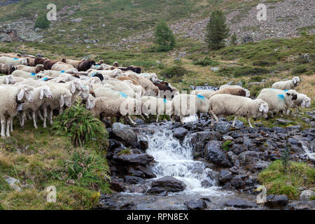 Zoologia / animali, mammifero / di mammifero, il movimento verso il basso di Val Schlandraun, cattle drive della Laaser s, Additional-Rights-Clearance-Info-Not-Available Foto Stock