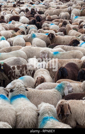 Zoologia / animali, mammifero / di mammifero, il movimento verso il basso di Val Schlandraun, cattle drive della Laaser s, Additional-Rights-Clearance-Info-Not-Available Foto Stock