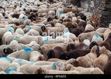Zoologia / animali, mammifero / di mammifero, il movimento verso il basso di Val Schlandraun, cattle drive della Laaser s, Additional-Rights-Clearance-Info-Not-Available Foto Stock