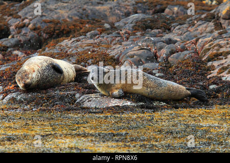 Zoologia / animali, mammifero (mammalia), la guarnizione costa della Scozia, Additional-Rights-Clearance-Info-Not-Available Foto Stock