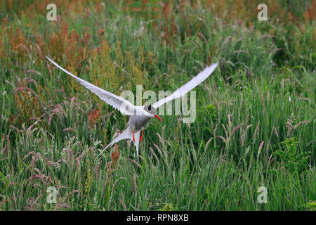 Zoologia / animali, uccelli (Aves), Arctic Tern, Arctic Tern, Sterna paradisaea, Additional-Rights-Clearance-Info-Not-Available Foto Stock