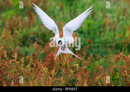Zoologia / animali, uccelli (Aves), Arctic Tern, Arctic Tern, Sterna paradisaea, Additional-Rights-Clearance-Info-Not-Available Foto Stock