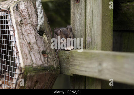 Questo mouse di legno è stato contribuisce di per sé a dadi dal bird feeder. Fotografia scattata nel giardino sul retro in Worcestershire, Regno Unito in Marzo Foto Stock