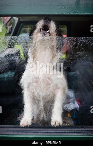 Arrabbiato terrier cane ringhiando e a denti stretti attraverso la finestra all'interno landrover 4x4 veicolo al paese rurale mostra fete. Fort William Lochaber Highlands Sc Foto Stock