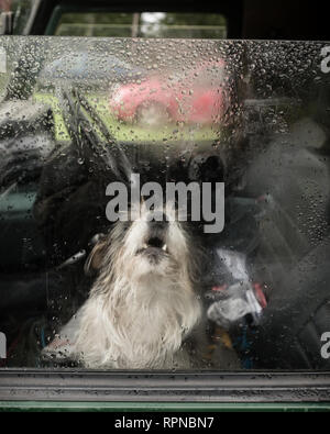 Arrabbiato terrier cane ringhiando e a denti stretti attraverso la finestra all'interno landrover 4x4 veicolo al paese rurale mostra fete. Fort William Lochaber Highlands Sc Foto Stock