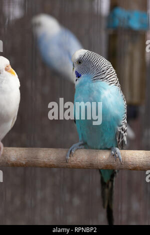 Gruppo di colore fantasia Budgerigar in gabbia Foto Stock