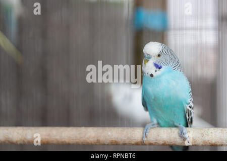 Gruppo di colore fantasia Budgerigar in gabbia Foto Stock