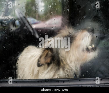 Arrabbiato terrier cane ringhiando e a denti stretti attraverso la finestra all'interno landrover 4x4 veicolo al paese rurale mostra fete. Fort William Lochaber Highlands Sc Foto Stock