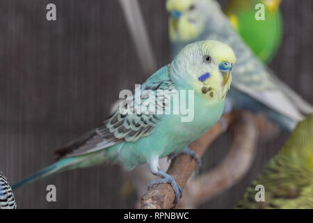 Gruppo di colore fantasia Budgerigar in gabbia Foto Stock