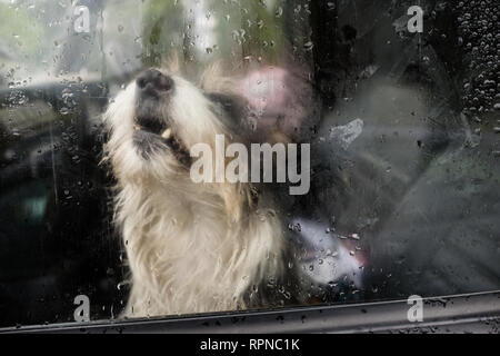 Arrabbiato terrier cane ringhiando e a denti stretti attraverso la finestra all'interno landrover 4x4 veicolo al paese rurale mostra fete. Fort William Lochaber Highlands Sc Foto Stock