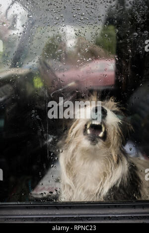 Arrabbiato terrier cane ringhiando e a denti stretti attraverso la finestra all'interno landrover 4x4 veicolo al paese rurale mostra fete. Fort William Lochaber Highlands Sc Foto Stock