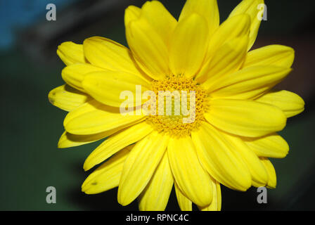 Crisantemo giallo fiore Foto Stock