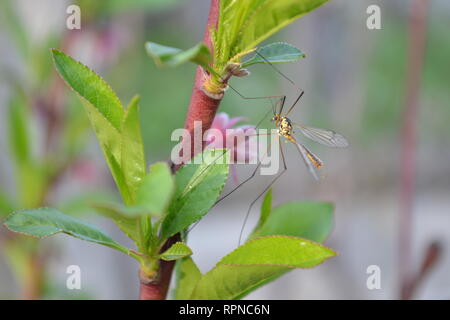 In prossimità del ramo di pesche noci in primavera, Prunus persica Foto Stock