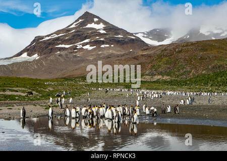 Il re dei pinguini, Aptenodytes patagonica, Salisbury Plains, Georgia del Sud Foto Stock