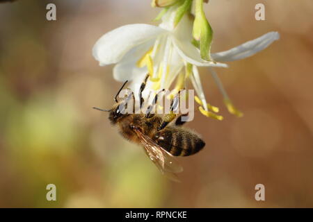 Apis mellifera su Lonicera x purpusii 'Inverno bellezza. Il miele delle api in inverno caprifoglio in un giardino inglese in gennaio, REGNO UNITO Foto Stock