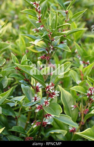 Sarcococca orientalis. Altamente fragranti fiori invernali di Sarcococca orientlais in un giardino inglese, Gennaio, REGNO UNITO Foto Stock