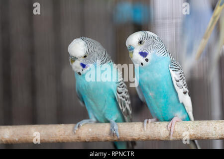 Gruppo di colore fantasia Budgerigar in gabbia Foto Stock