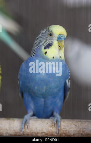 Gruppo di colore fantasia Budgerigar in gabbia Foto Stock