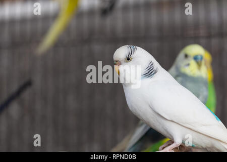 Gruppo di colore fantasia Budgerigar in gabbia Foto Stock