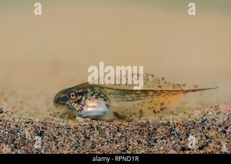 Zoologia / animali, di anfibio (anfibi), Grigio Raganella (Hyla versicolor) girino di sabbia sul fondo del p, Additional-Rights-Clearance-Info-Not-Available Foto Stock