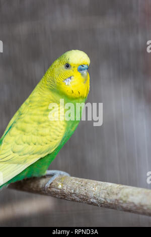 Gruppo di colore fantasia Budgerigar in gabbia Foto Stock