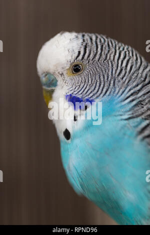 Gruppo di colore fantasia Budgerigar in gabbia Foto Stock