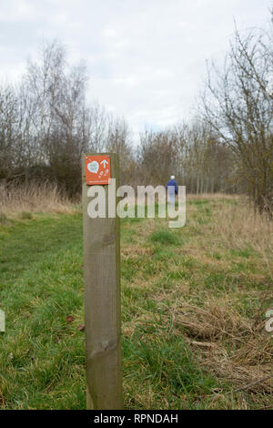 Senior Donna che cammina labrador cane nel bosco, cuore dell'Inghilterra foresta, Dorsington, Warwickshire, Regno Unito Foto Stock