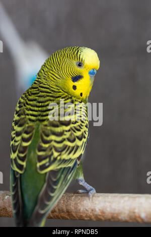 Gruppo di colore fantasia Budgerigar in gabbia Foto Stock