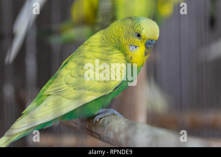 Gruppo di colore fantasia Budgerigar in gabbia Foto Stock