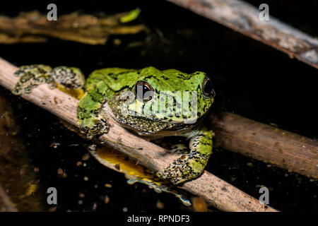 Zoologia / animali, di anfibio (anfibi), Grigio Raganella (Hyla versicolor) tra la vegetazione delle paludi , , Additional-Rights-Clearance-Info-Not-Available Foto Stock