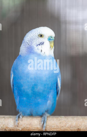 Gruppo di colore fantasia Budgerigar in gabbia Foto Stock