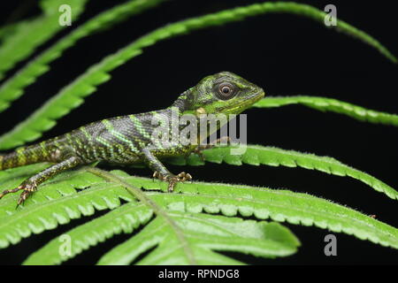 I capretti Pethiyagoda Crestless della Lucertola, Foto Stock
