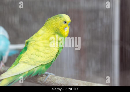 Gruppo di colore fantasia Budgerigar in gabbia Foto Stock