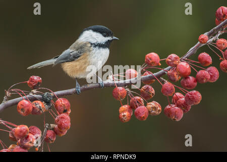 Zoologia / animali, uccelli / bird (aves), nero-capped Luisa (Parus atricapillus) vicino a Thornton, Ont, Additional-Rights-Clearance-Info-Not-Available Foto Stock