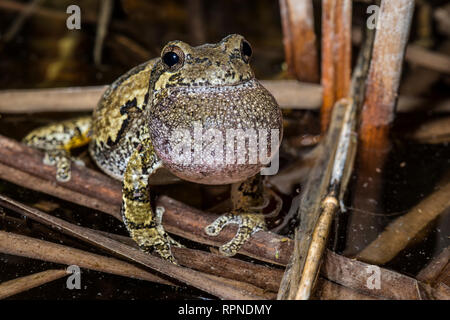 Zoologia / animali, di anfibio (anfibi), Grigio Raganella (Hyla versicolor) con vocal sac gonfiato whil, Additional-Rights-Clearance-Info-Not-Available Foto Stock