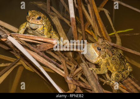 Zoologia / animali, di anfibio (anfibi), due maschio American rospi (Bufo americanus) con vocal sacs inf, Additional-Rights-Clearance-Info-Not-Available Foto Stock