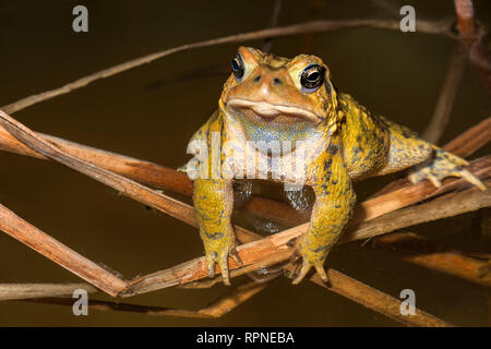 Zoologia / animali, di anfibio (anfibi), maschio American Toad (Bufo americanus) di notte in zona umida vicino, Additional-Rights-Clearance-Info-Not-Available Foto Stock