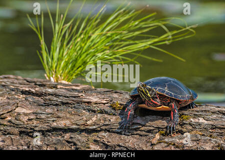 Zoologia / Animali, rettili (reptilia), Orientale dipinto di tartaruga (Chrysemys picta) prendere il sole su un log in noi, Additional-Rights-Clearance-Info-Not-Available Foto Stock