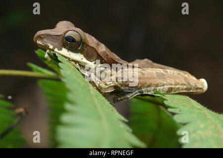 Sri Lanka rana di mantecazione (Polypedates cruciger) Foto Stock