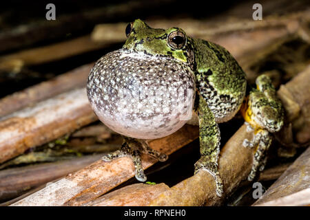 Zoologia / animali, di anfibio (anfibi), Grigio Raganella (Hyla versicolor) con vocal sac gonfiato whil, Additional-Rights-Clearance-Info-Not-Available Foto Stock