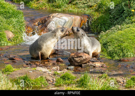 Due Antartico le foche, Arctocephalus gazella, Georgia del Sud Foto Stock